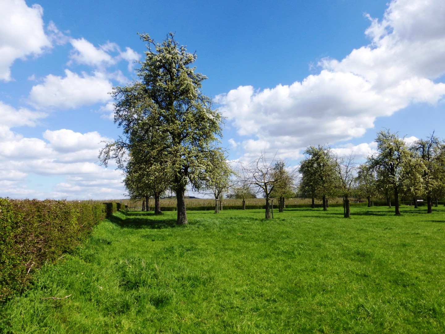 Bloeiende hoogstamfruitboom in een weiland onder een blauwe lucht