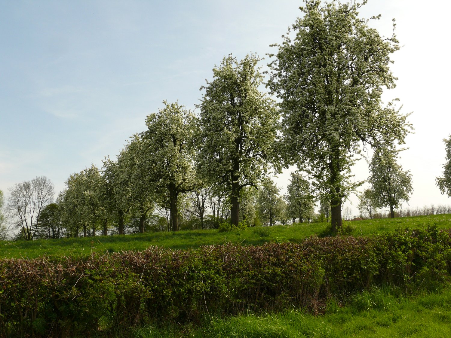 Bloeiende hoogstam perenbomen achter een meidoornhaag