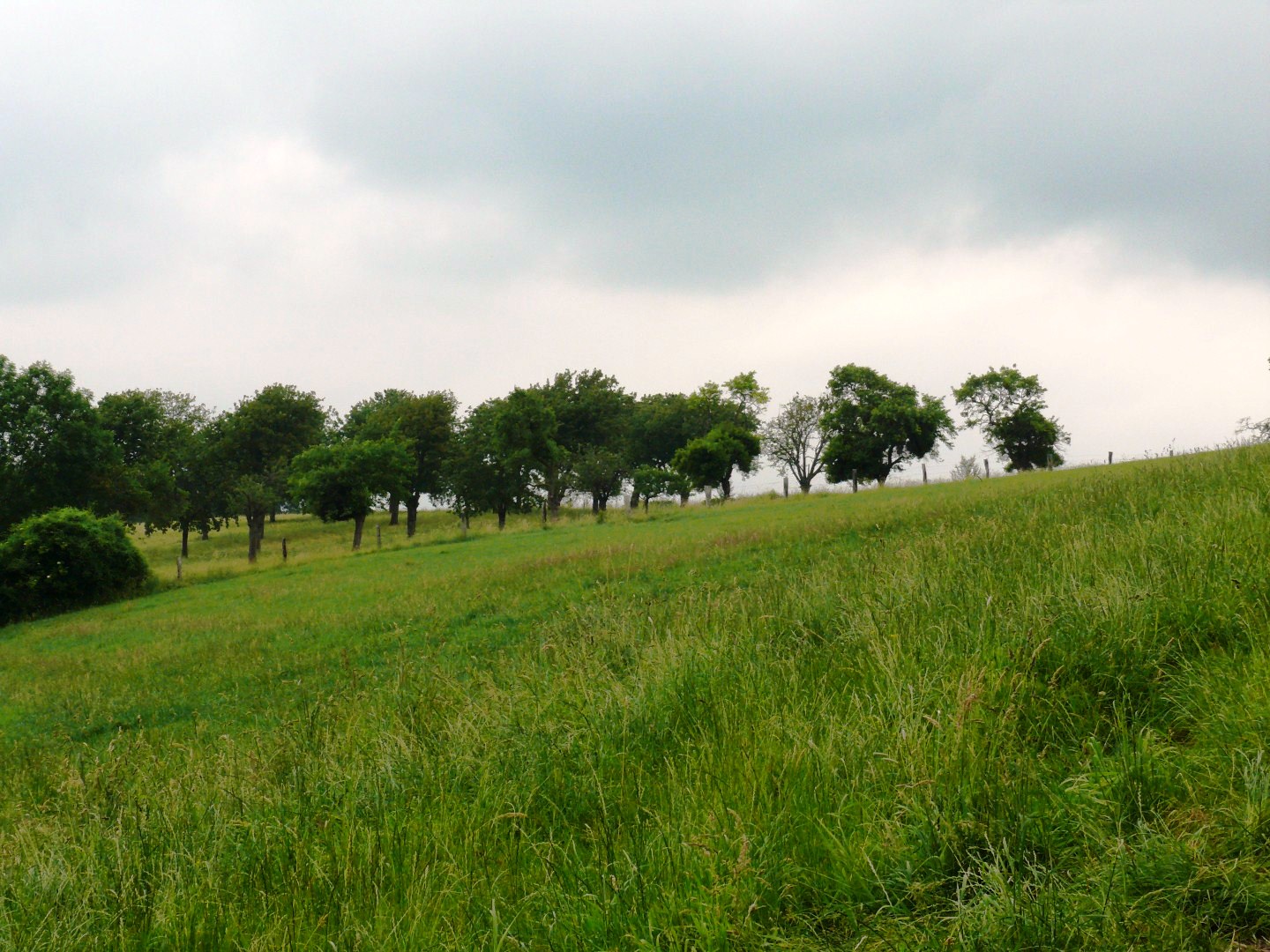 Rij hoogstamfruitbomen op een glooiend weiland
