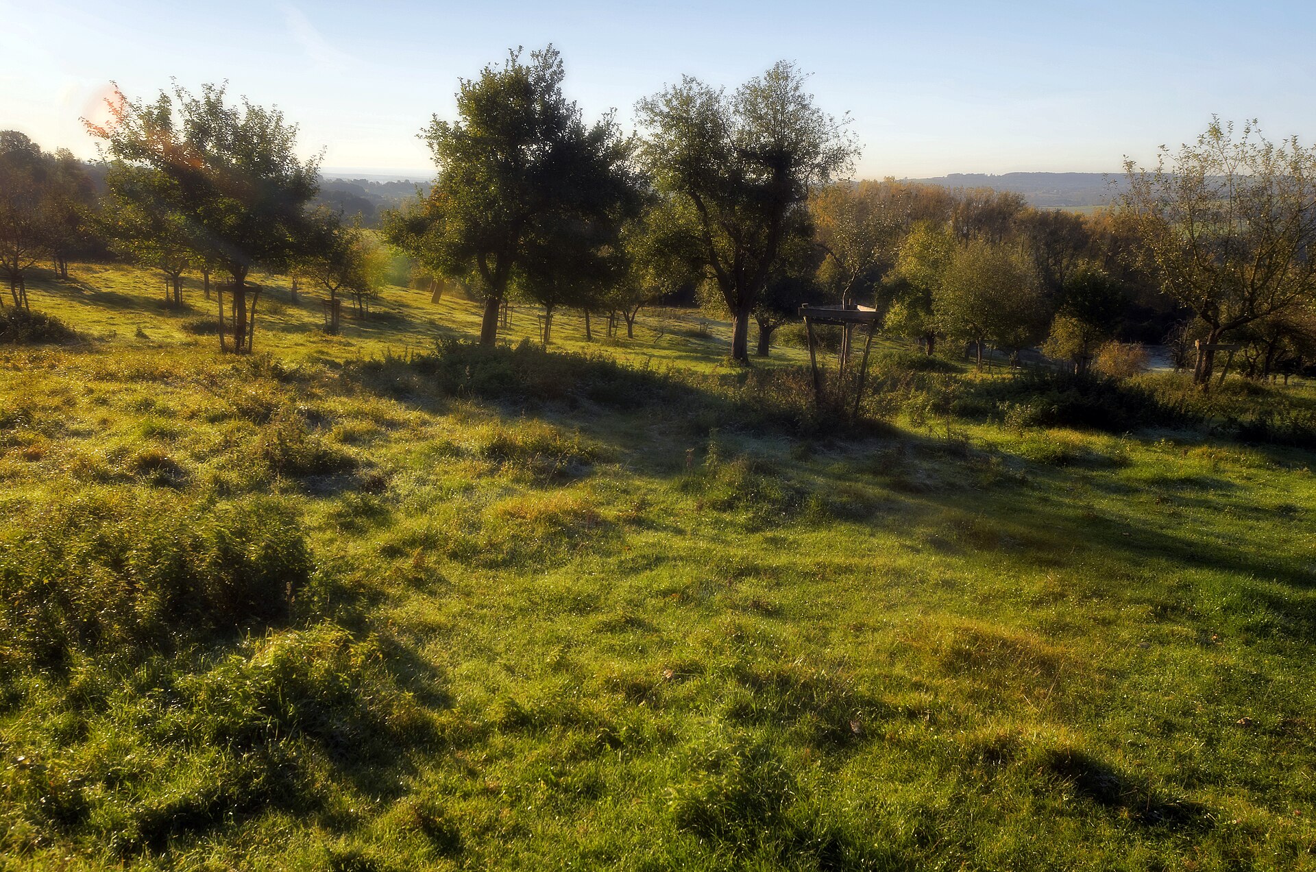 Voorbeeldalbum: in de hoogstamboomgaard