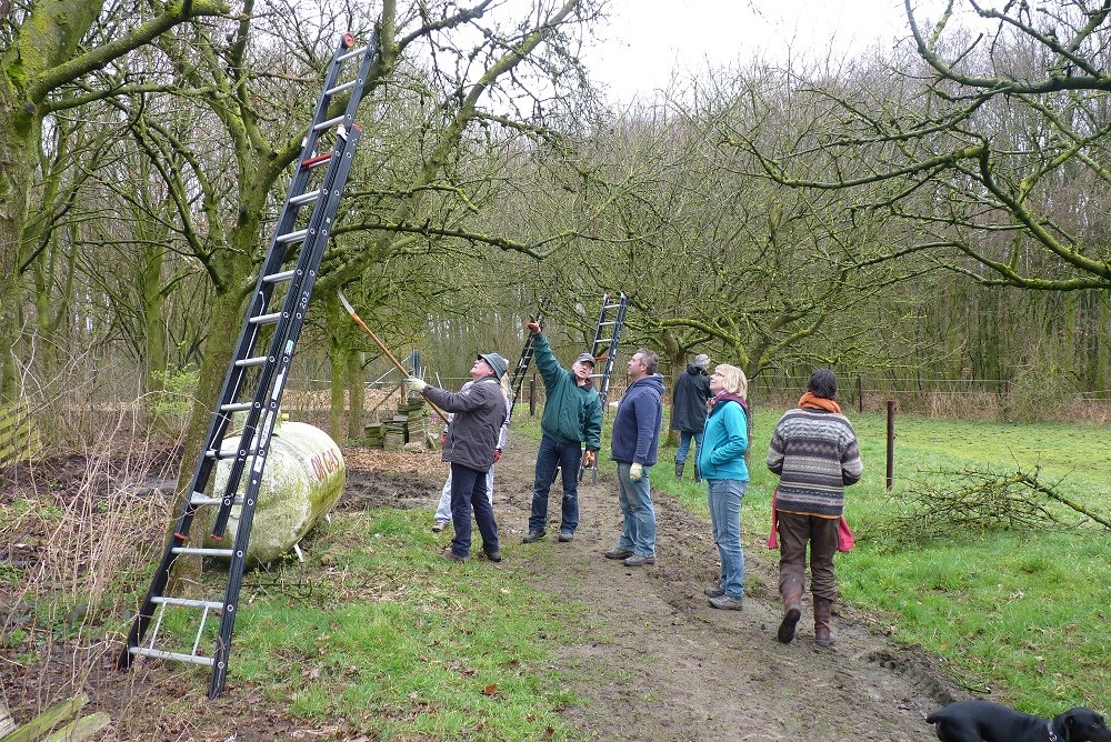 Vrijwilligers van de brigade met ladders in een hoogstamboomgaard
