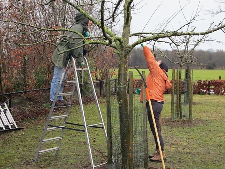 Twee brigadeleden snoeien een fruitboom, een van hen op een ladder