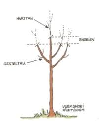 Schets van een fruitboom met middentak en gesteltakken