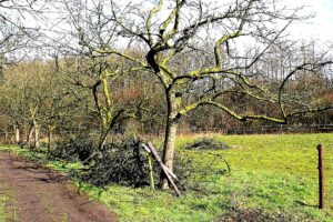 Oude hoogstamboom na het snoeien, maart 2015