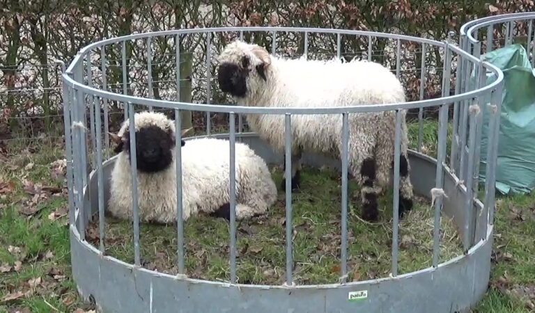 Opfrisdag schaapskooi Ede