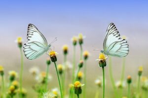 Twee witte vlinders op bloeiende planten
