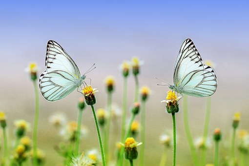 Tips voor beter insectenbeheer