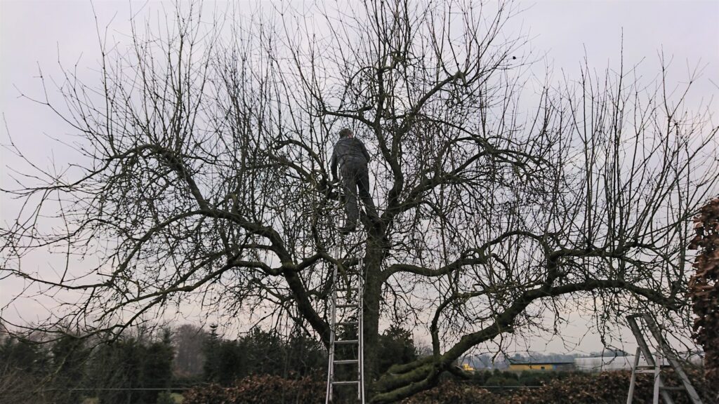 Snoeien van een oude hoogstamfruitboom vanaf een ladder