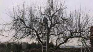 Snoeien van een oude hoogstamfruitboom vanaf een ladder