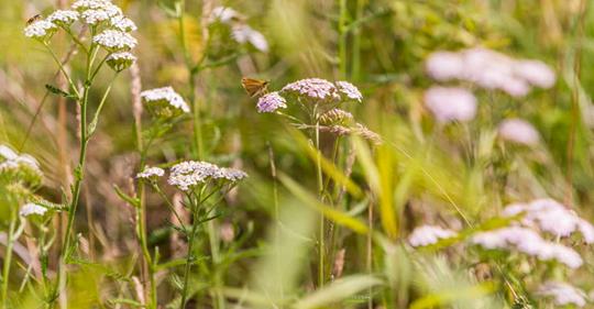 Bloeiende wilde planten tussen het gras