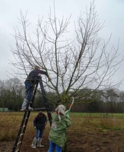 Brigadeleden snoeien een jonge fruitboom vanaf een ladder