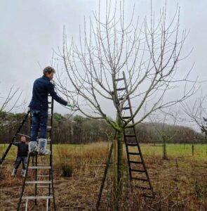 Brigadelid op een trapladder snoeit een jonge fruitboom