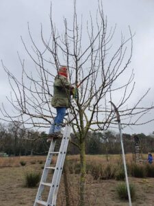 Brigadelid op een ladder in een perenboom