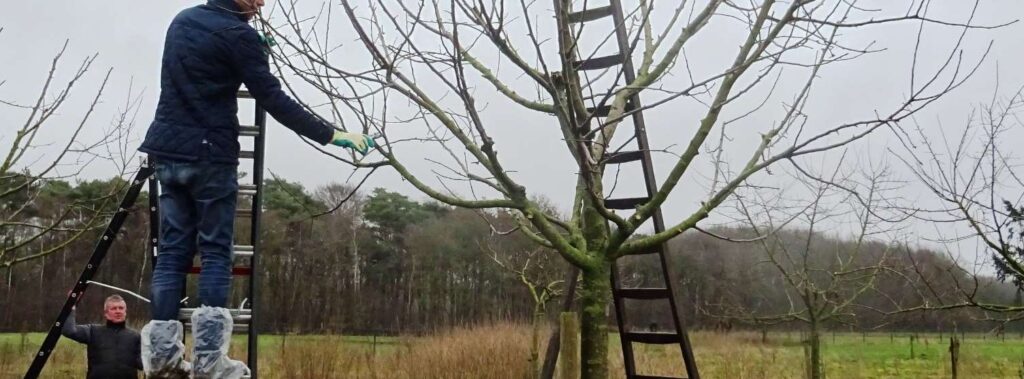 Brigadelid op een ladder snoeit een jonge hoogstamboom, met ladders in de kronen